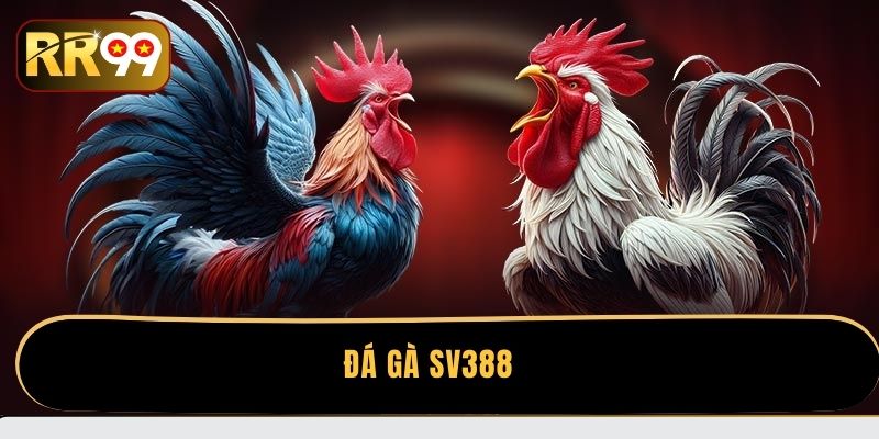 Đá Gà SV388